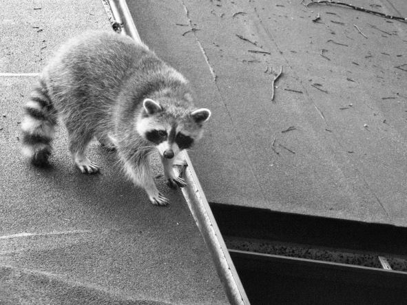 Raccoon on the roof 
