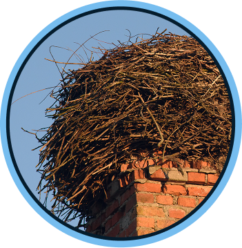 Humane Animal Removal from Chimneys in Richmond, VA