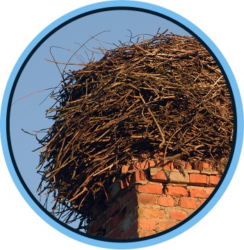 Humane Animal Removal from Chimneys in Richmond, VA